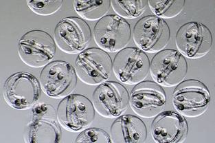 Kabeljau Embryos im Ei (Foto: Flemming Dahlke)